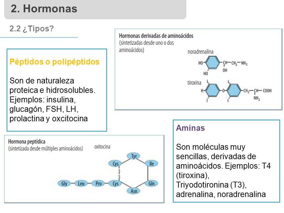 2. Hormonas 2.2 ¿Tipos Péptidos o polipéptidos