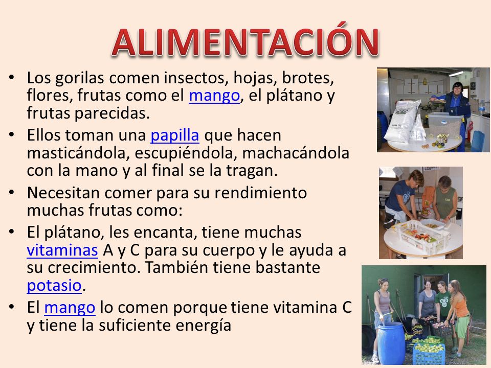 ALIMENTACIÓN Los gorilas comen insectos, hojas, brotes, flores, frutas como el mango, el plátano y frutas parecidas.