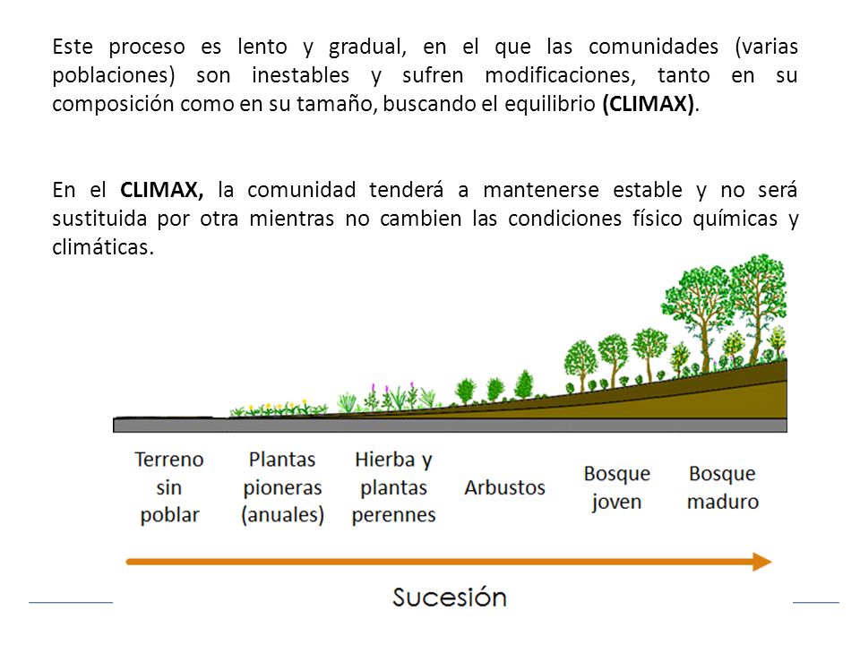 Este proceso es lento y gradual, en el que las comunidades (varias poblaciones) son inestables y sufren modificaciones, tanto en su composición como en su tamaño, buscando el equilibrio (CLIMAX).