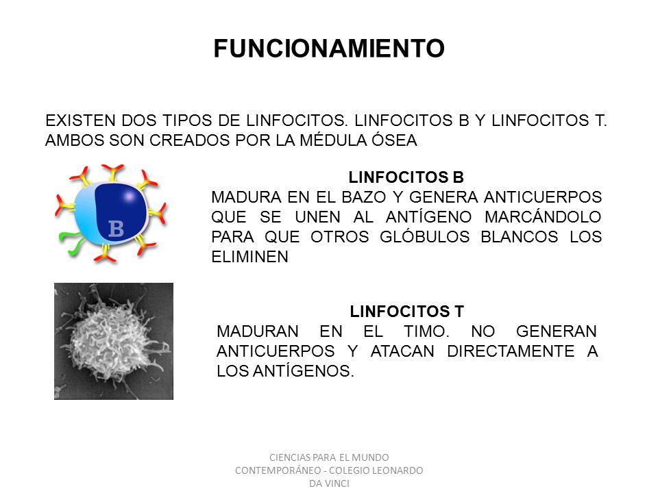 CIENCIAS PARA EL MUNDO CONTEMPORÁNEO - COLEGIO LEONARDO DA VINCI