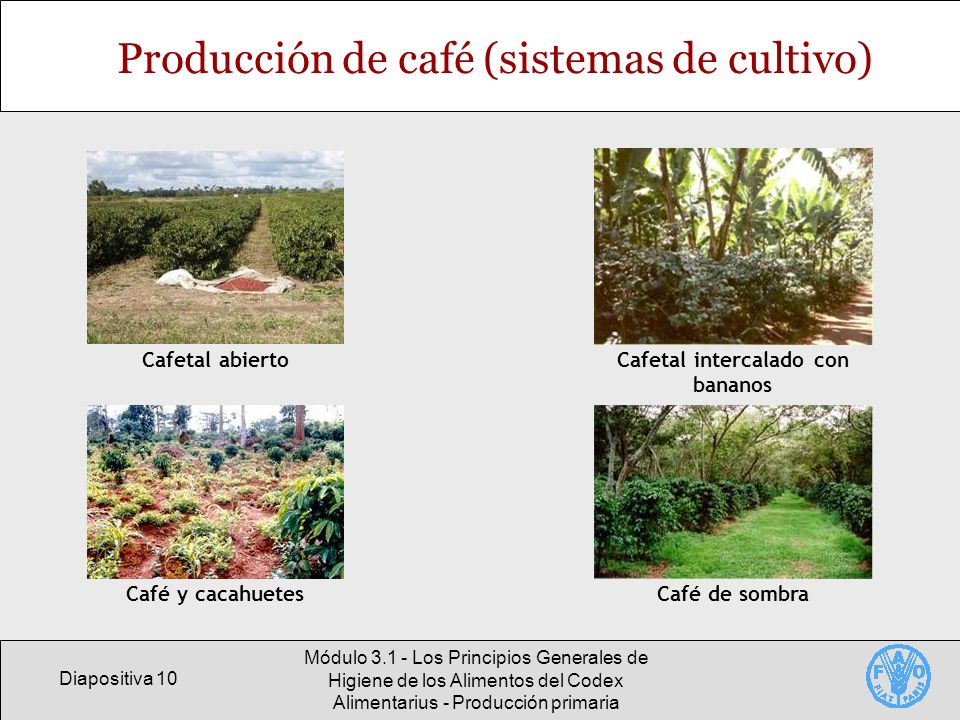 Producción de café (sistemas de cultivo)