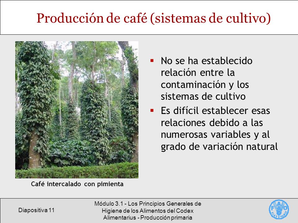 Producción de café (sistemas de cultivo)