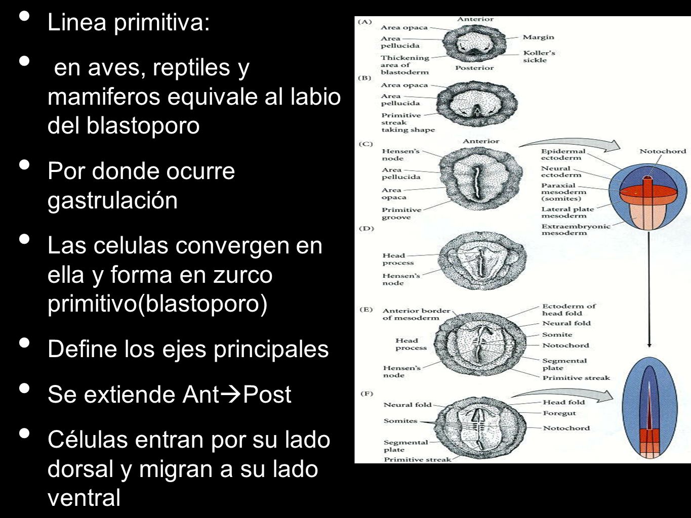 Linea primitiva: en aves, reptiles y mamiferos equivale al labio del blastoporo. Por donde ocurre gastrulación.
