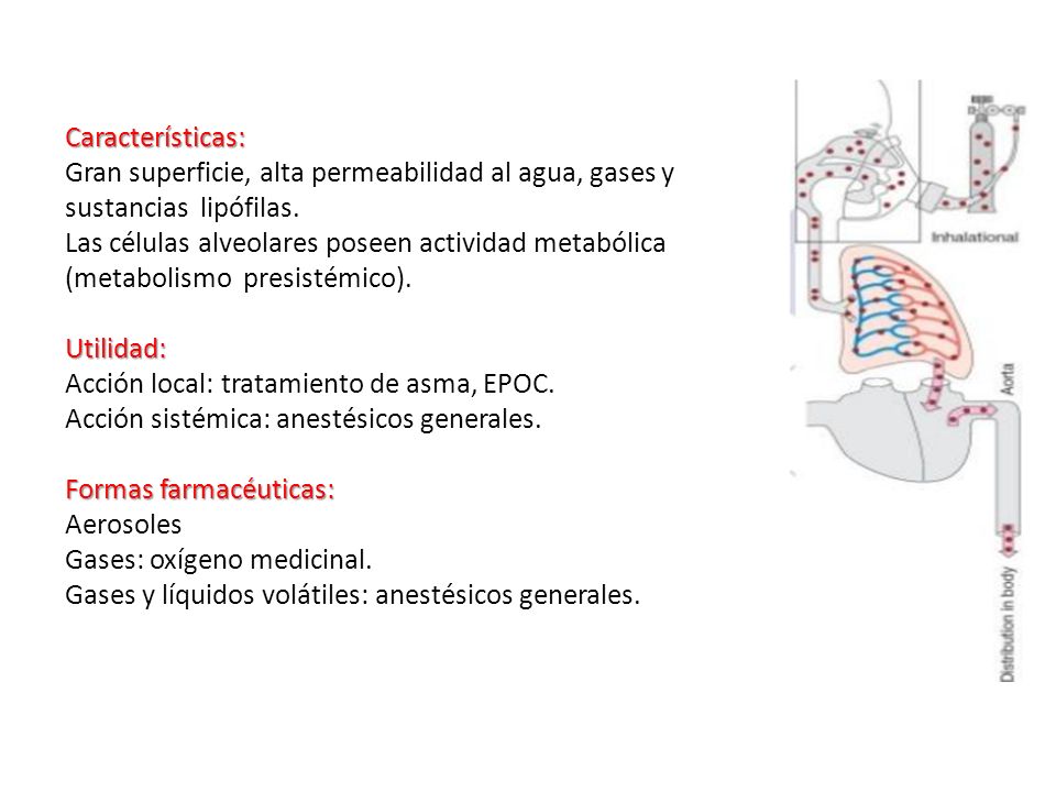 Características: Gran superficie, alta permeabilidad al agua, gases y. sustancias lipófilas. Las células alveolares poseen actividad metabólica.