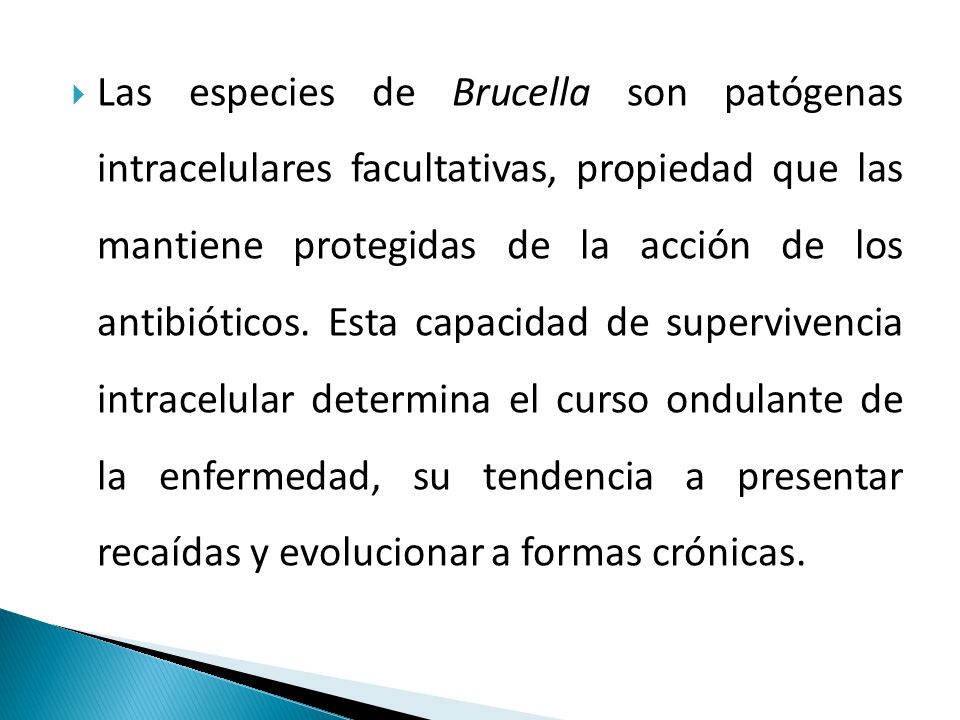 Las especies de Brucella son patógenas intracelulares facultativas, propiedad que las mantiene protegidas de la acción de los antibióticos.