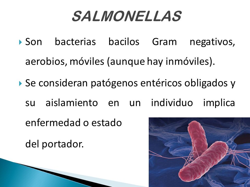SALMONELLAS Son bacterias bacilos Gram negativos, aerobios, móviles (aunque hay inmóviles).