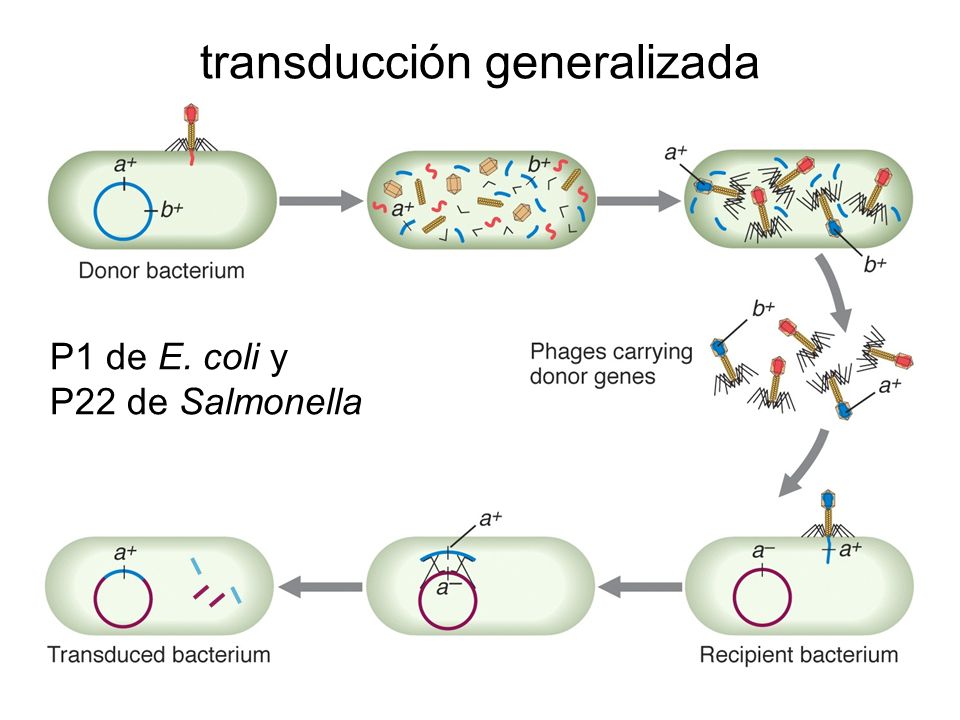 Бактерия донор. Трансдукция. Трансдукция у бактерий. Трансформация трансдукция конъюгация. Специфическая трансдукция у бактерий.