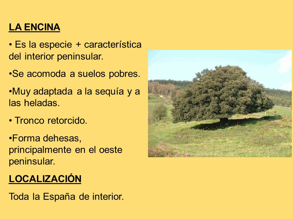 LA ENCINA Es la especie + característica del interior peninsular. Se acomoda a suelos pobres. Muy adaptada a la sequía y a las heladas.