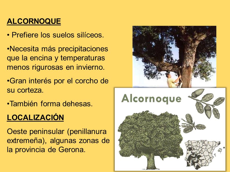 ALCORNOQUE Prefiere los suelos silíceos. Necesita más precipitaciones que la encina y temperaturas menos rigurosas en invierno.