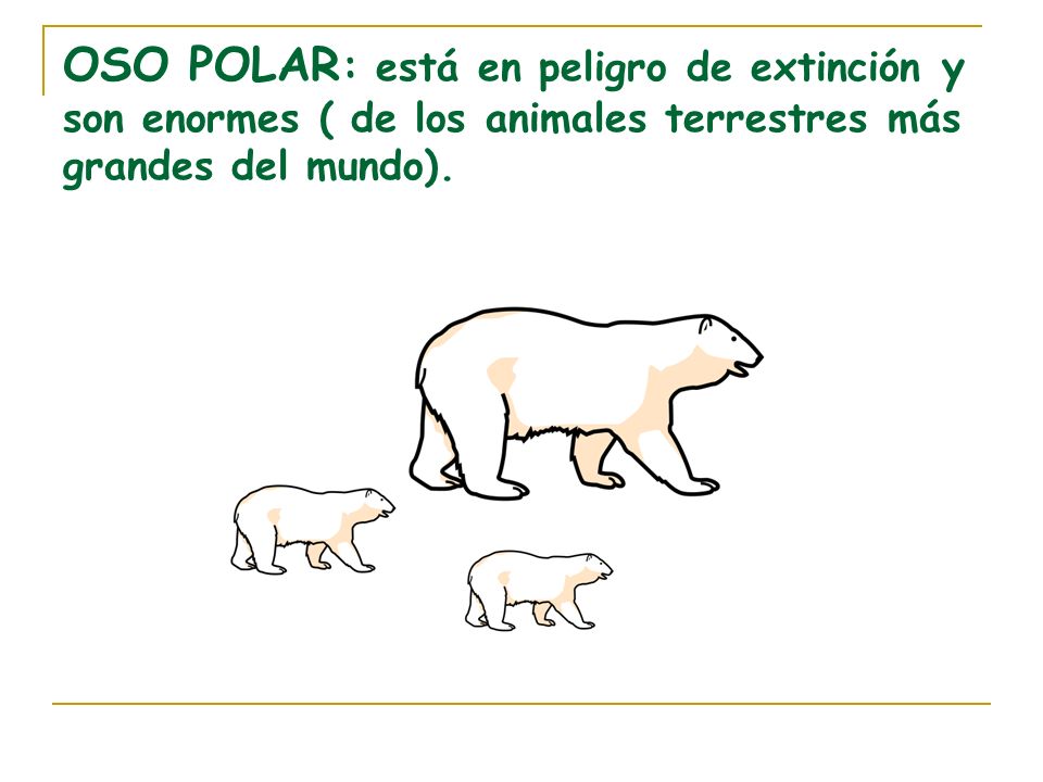 OSO POLAR: está en peligro de extinción y son enormes ( de los animales terrestres más grandes del mundo).