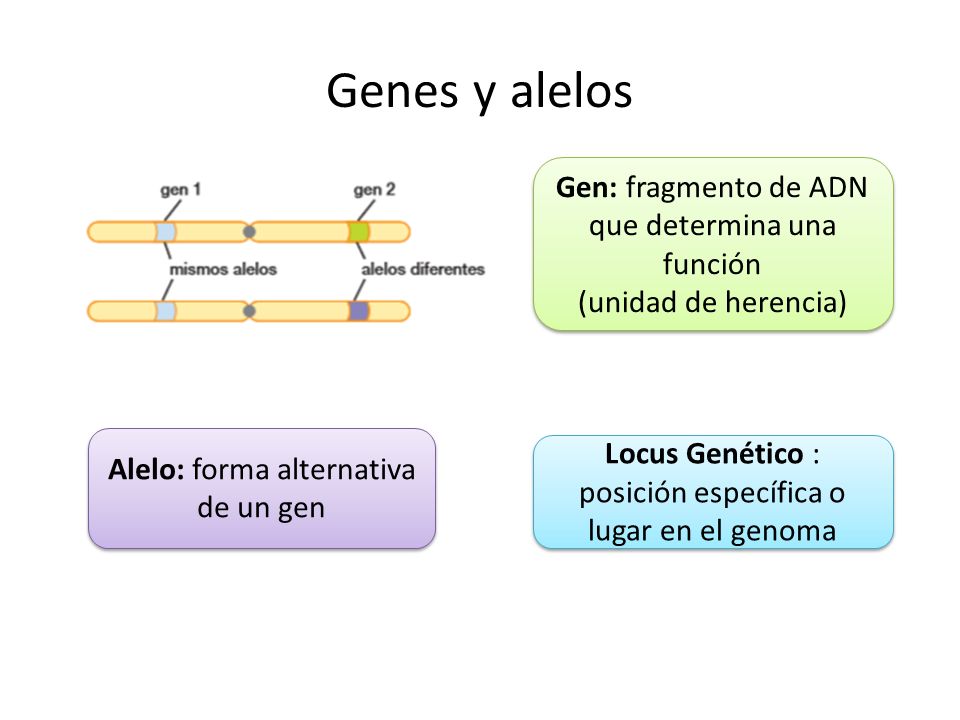 Genes y alelos Gen: fragmento de ADN que determina una función