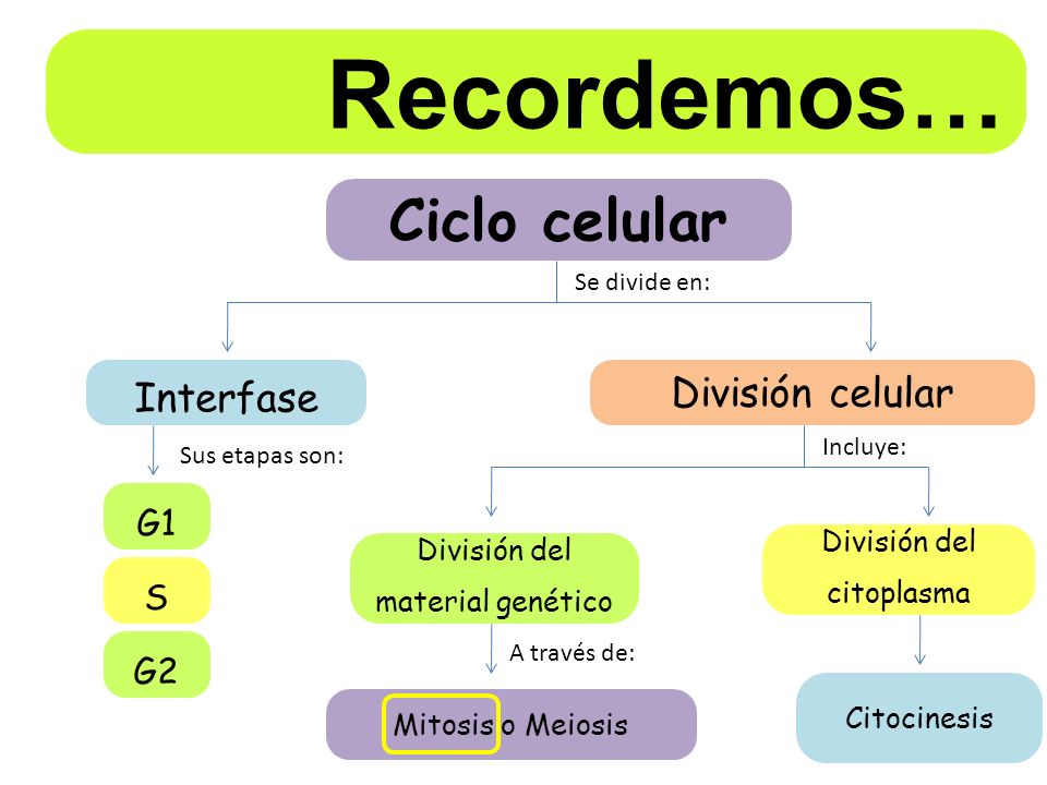 Recordemos… Ciclo celular Interfase División celular G1 S G2