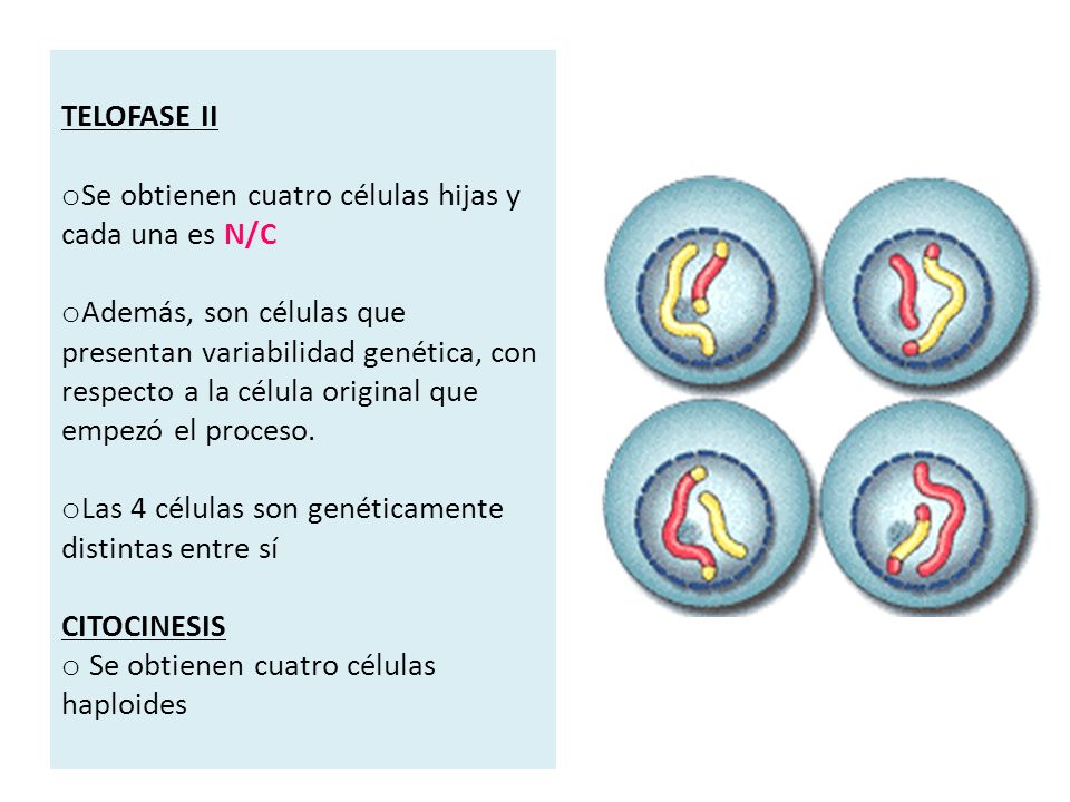 TELOFASE II Se obtienen cuatro células hijas y cada una es N/C.