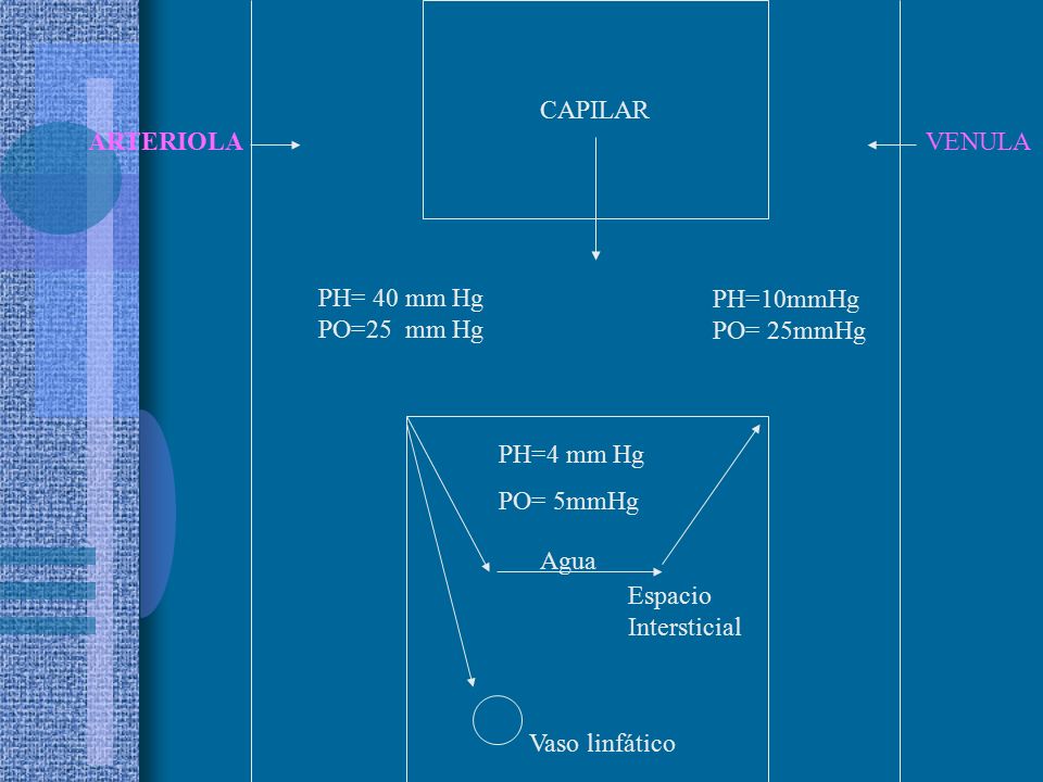 CAPILAR ARTERIOLA. VENULA. PH= 40 mm Hg. PO=25 mm Hg. PH=10mmHgPO= 25mmHg. PH=4 mm Hg. PO= 5mmHg.