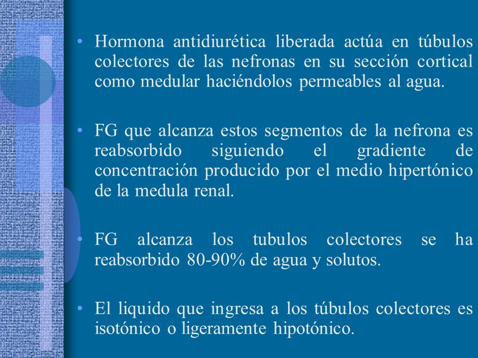 Hormona antidiurética liberada actúa en túbulos colectores de las nefronas en su sección cortical como medular haciéndolos permeables al agua.