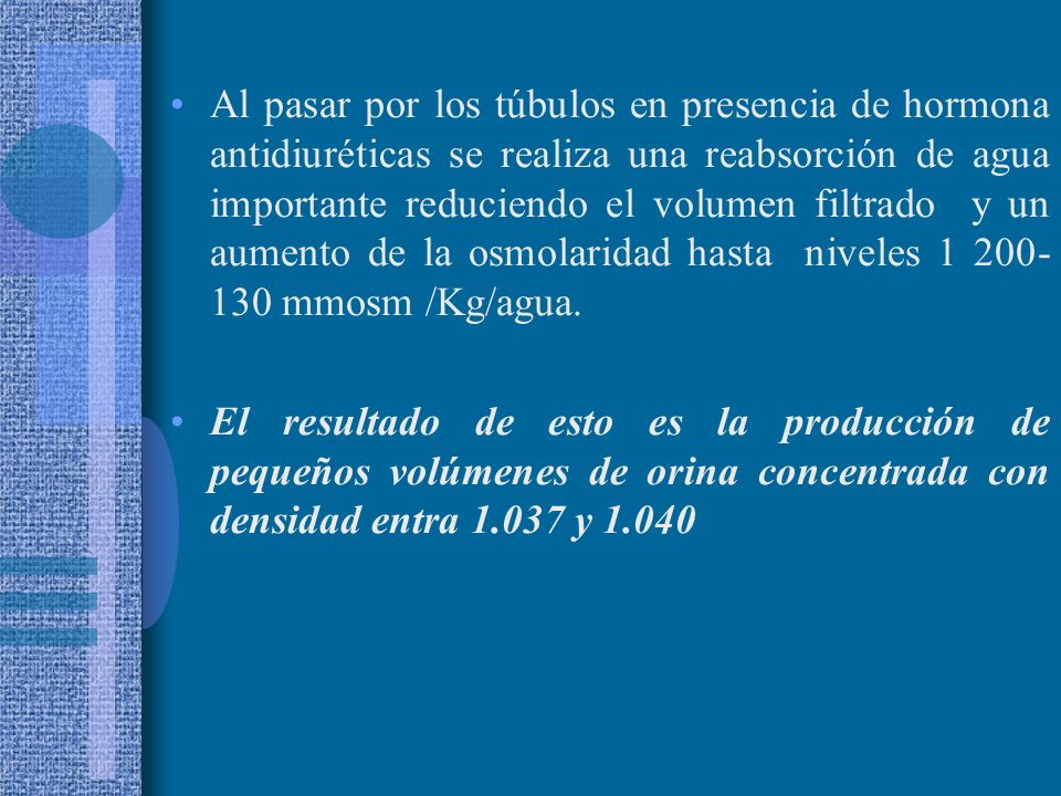 Al pasar por los túbulos en presencia de hormona antidiuréticas se realiza una reabsorción de agua importante reduciendo el volumen filtrado y un aumento de la osmolaridad hasta niveles mmosm /Kg/agua.