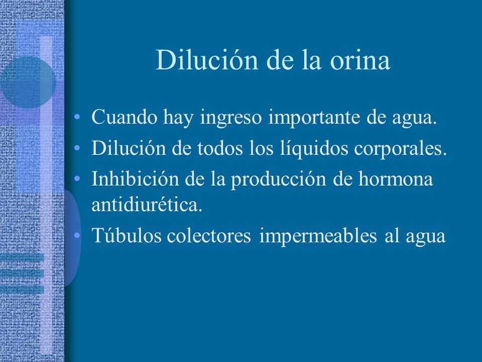 Dilución de la orina Cuando hay ingreso importante de agua.
