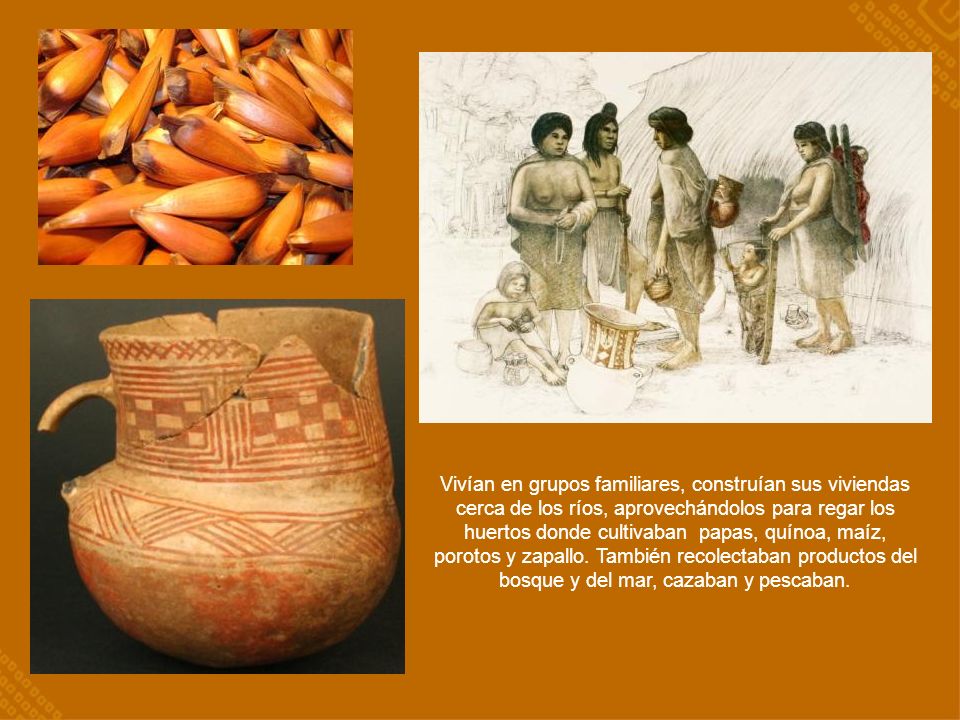 Vivían en grupos familiares, construían sus viviendas cerca de los ríos, aprovechándolos para regar los huertos donde cultivaban papas, quínoa, maíz, porotos y zapallo.