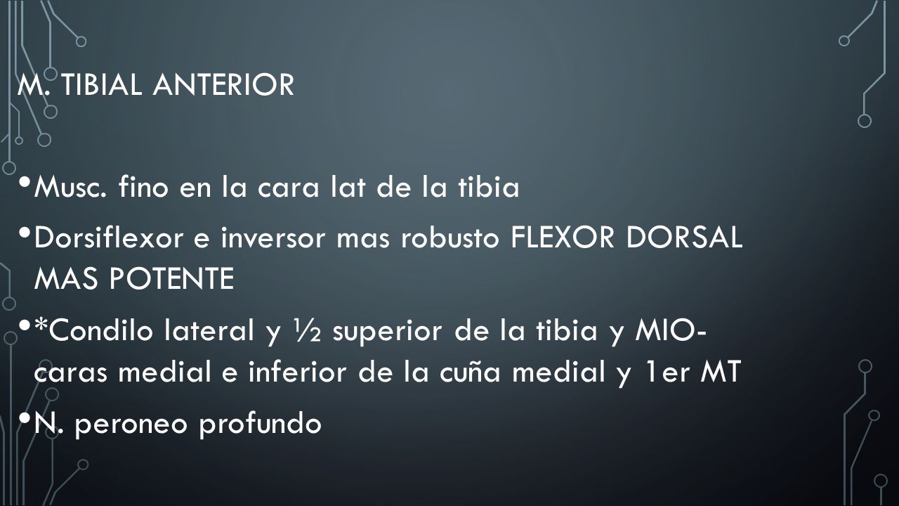 M. TIBIAL ANTERIOR Musc. fino en la cara lat de la tibia. Dorsiflexor e inversor mas robusto FLEXOR DORSAL MAS POTENTE.