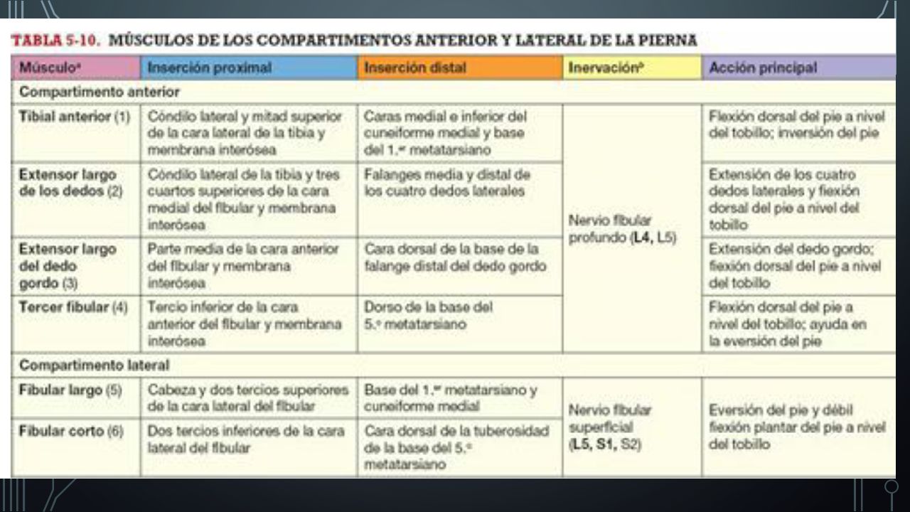 M. PERONEO LARGO El mas largo y superficial y nace mas proximal. Contribuye a enderezar la pierna sobre el pie al pararse sobre un pie.