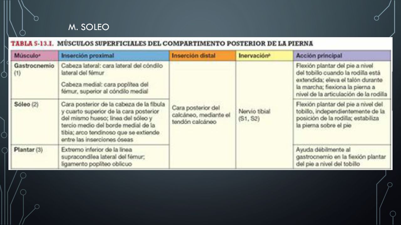 M. SOLEO Profundo al anterior con el que forma el llamado TRICEPS SURAL.
