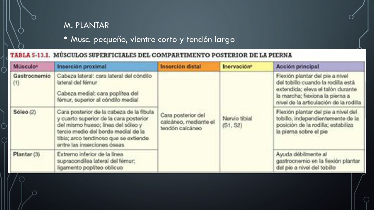 M. PLANTAR Musc. pequeño, vientre corto y tendón largo.