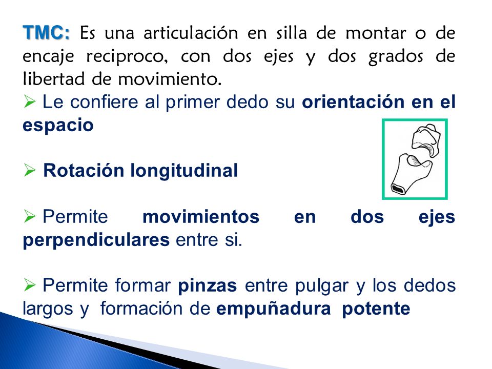 TMC: Es una articulación en silla de montar o de encaje reciproco, con dos ejes y dos grados de libertad de movimiento.