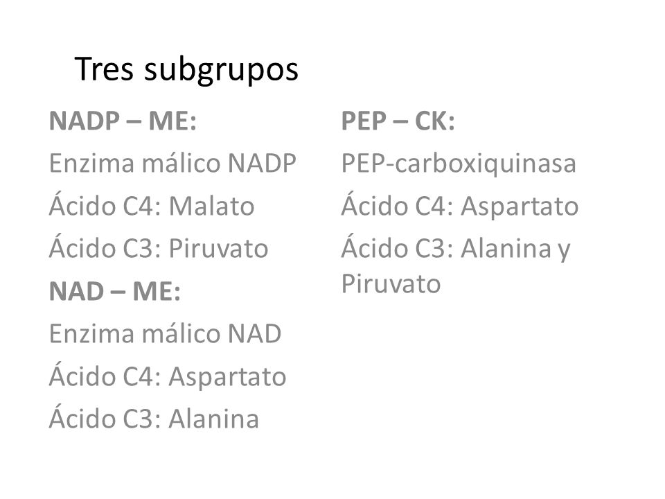 Tres subgrupos NADP – ME: PEP – CK: Enzima málico NADP