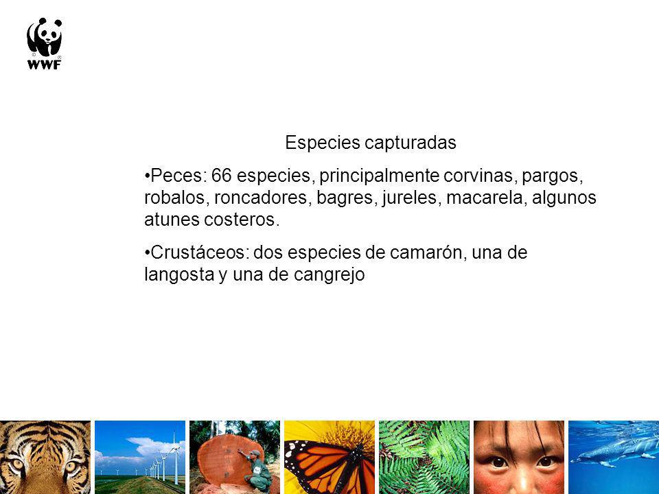 Especies capturadas Peces: 66 especies, principalmente corvinas, pargos, robalos, roncadores, bagres, jureles, macarela, algunos atunes costeros.