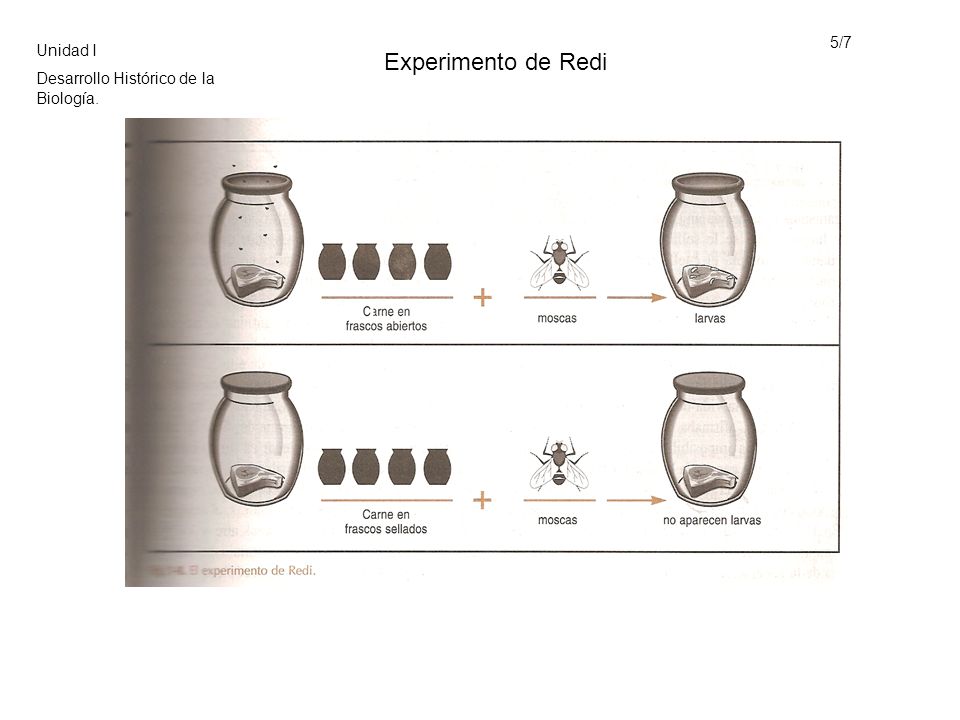 Experimento de Redi 5/7 Unidad I Desarrollo Histórico de la Biología.