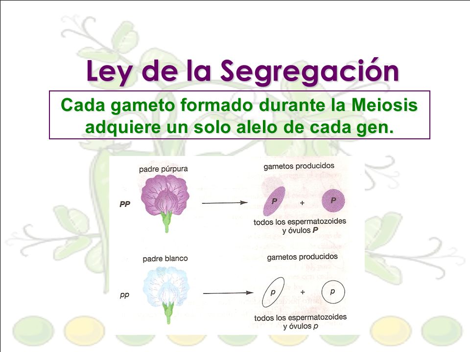 Ley de la Segregación Cada gameto formado durante la Meiosis adquiere un solo alelo de cada gen.
