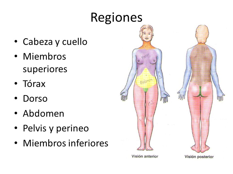 Regiones Cabeza y cuello Miembros superiores Tórax Dorso Abdomen