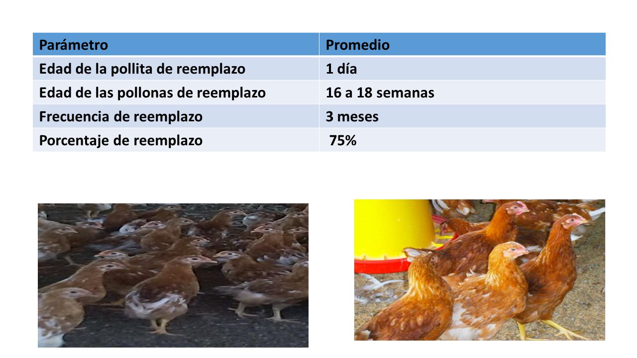 Parámetro Promedio. Edad de la pollita de reemplazo. 1 día. Edad de las pollonas de reemplazo. 16 a 18 semanas.