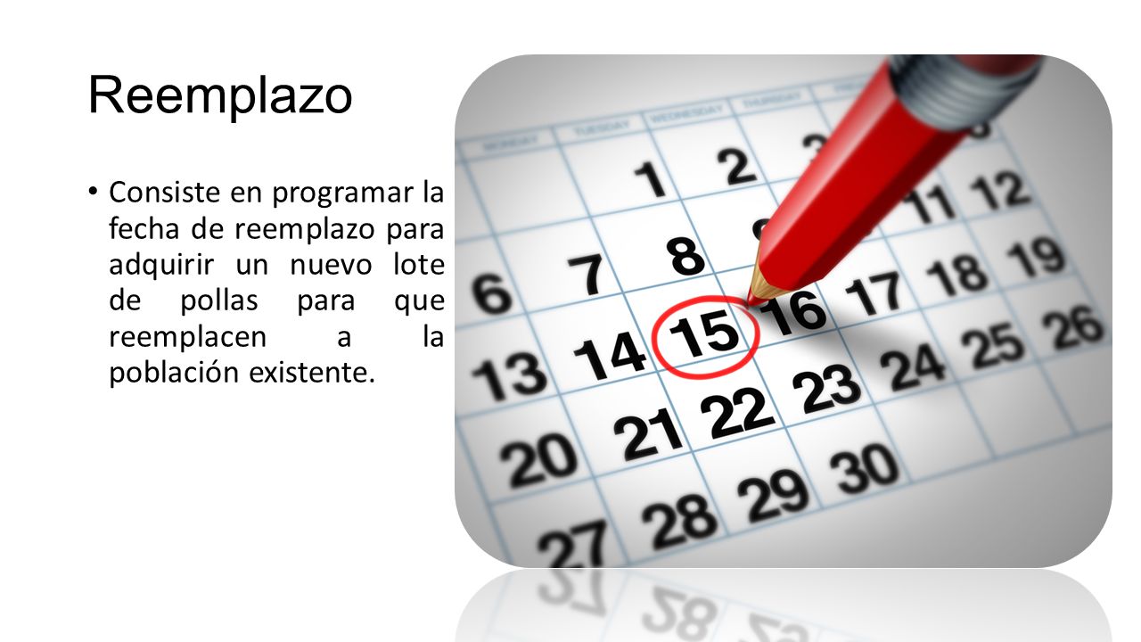 Reemplazo Consiste en programar la fecha de reemplazo para adquirir un nuevo lote de pollas para que reemplacen a la población existente.