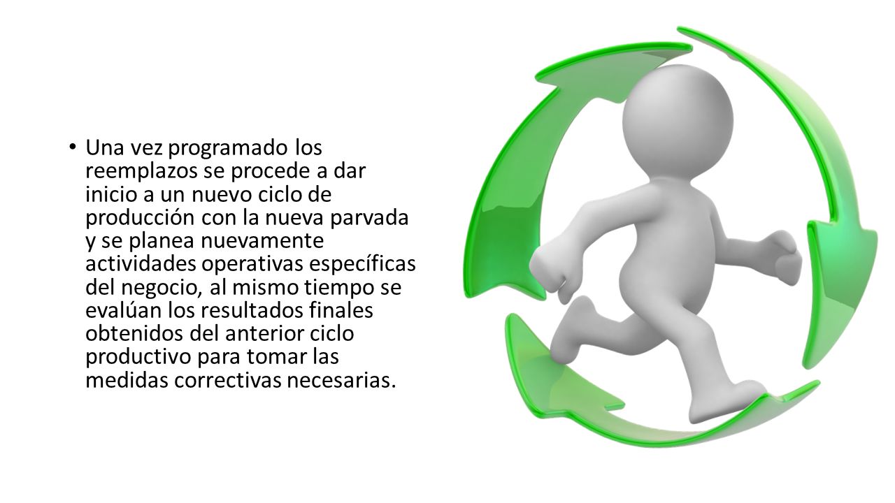 Una vez programado los reemplazos se procede a dar inicio a un nuevo ciclo de producción con la nueva parvada y se planea nuevamente actividades operativas específicas del negocio, al mismo tiempo se evalúan los resultados finales obtenidos del anterior ciclo productivo para tomar las medidas correctivas necesarias.