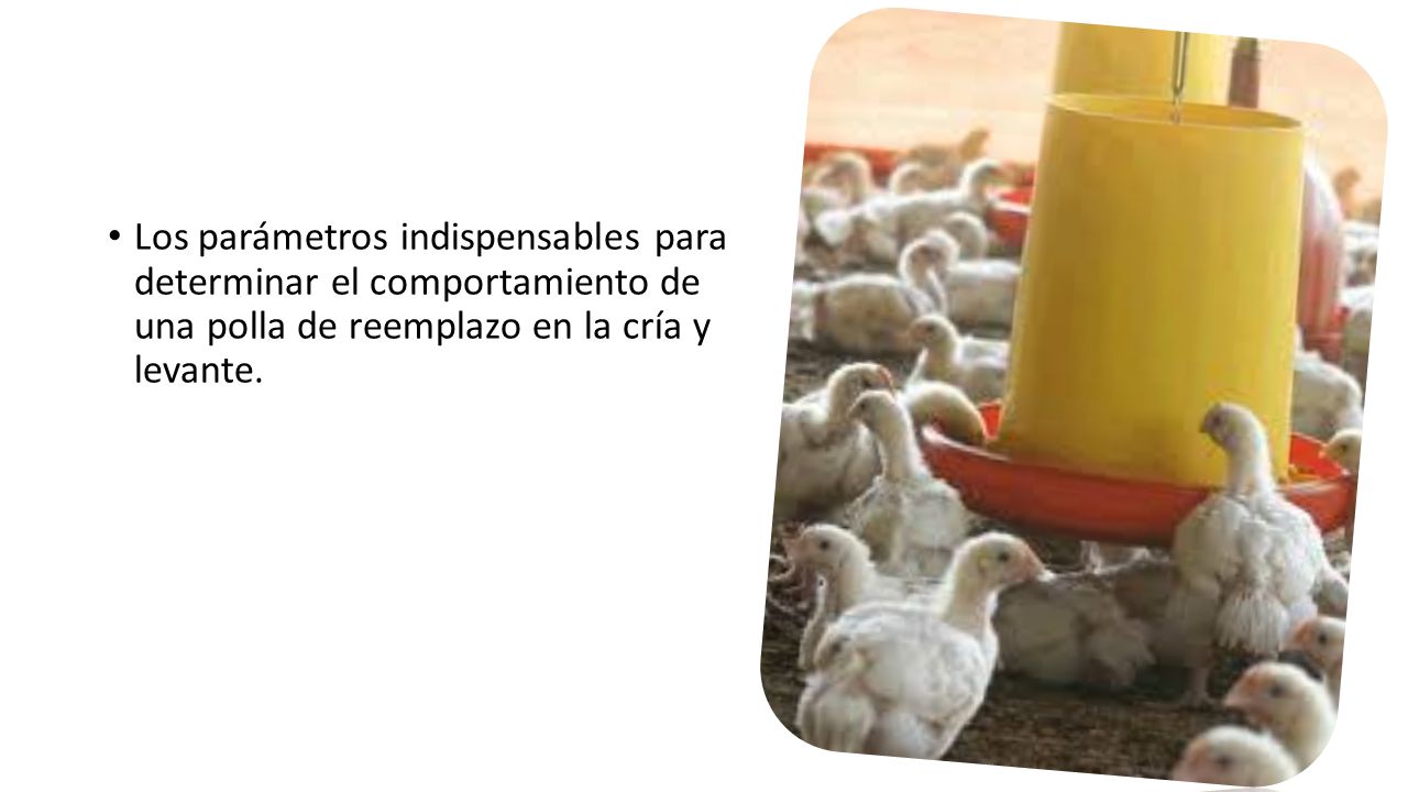Los parámetros indispensables para determinar el comportamiento de una polla de reemplazo en la cría y levante.
