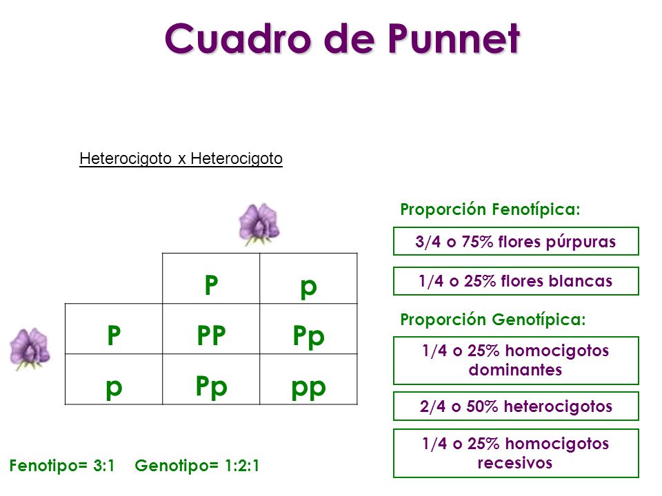 1/4 o 25% homocigotos dominantes 1/4 o 25% homocigotos recesivos