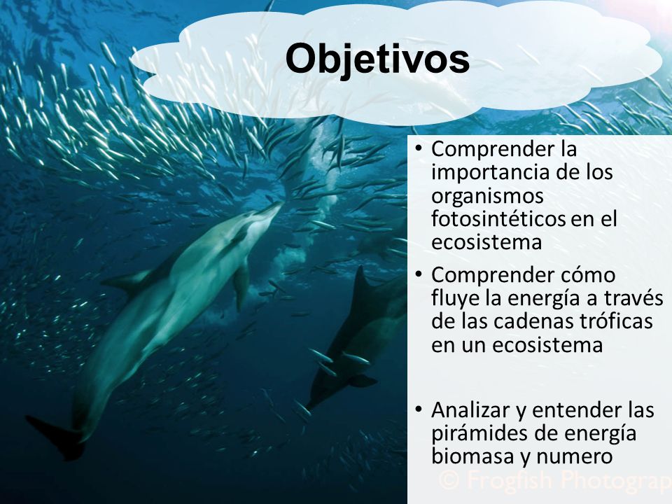 Objetivos Comprender la importancia de los organismos fotosintéticos en el ecosistema.