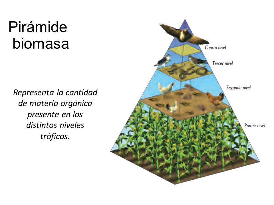 Pirámide biomasa Representa la cantidad de materia orgánica presente en los distintos niveles tróficos.