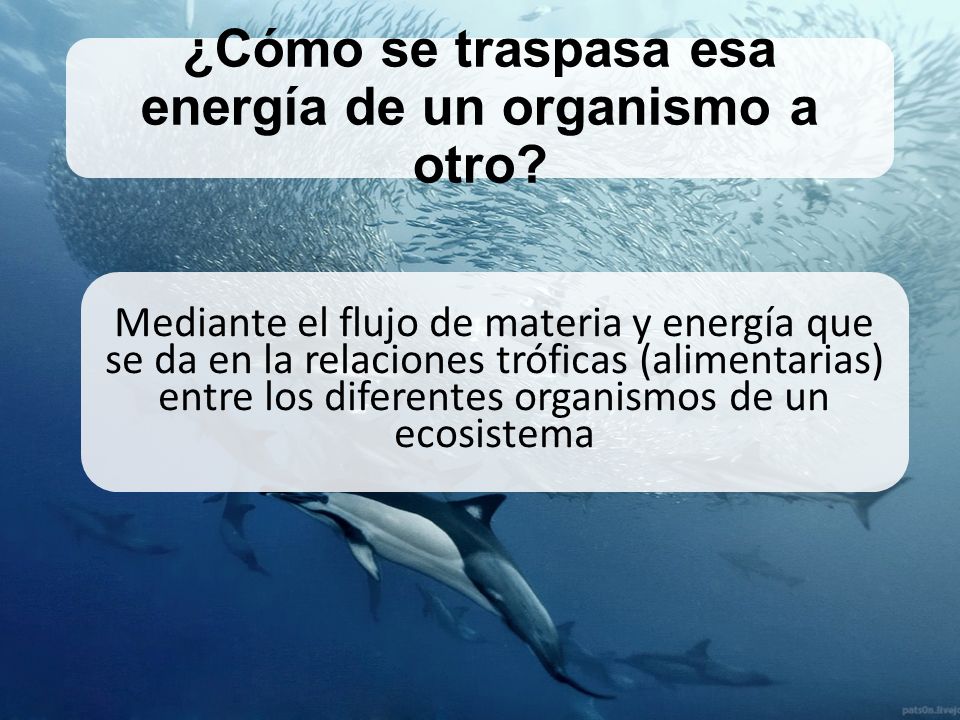 ¿Cómo se traspasa esa energía de un organismo a otro