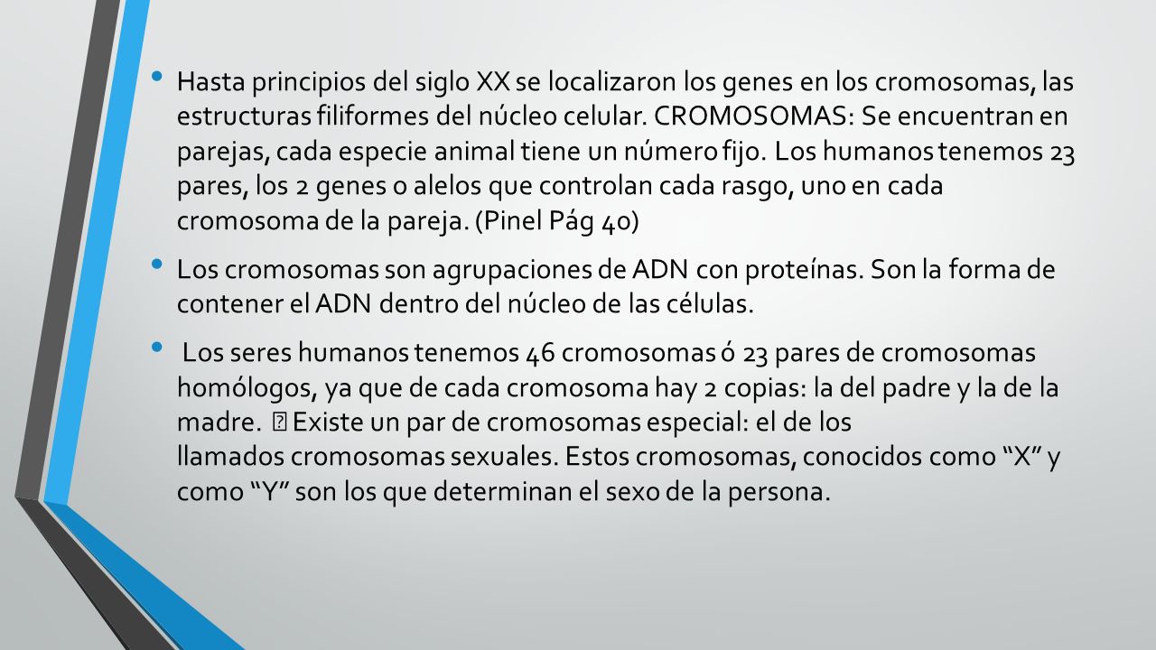 Hasta principios del siglo XX se localizaron los genes en los cromosomas, las estructuras filiformes del núcleo celular. CROMOSOMAS: Se encuentran en parejas, cada especie animal tiene un número fijo. Los humanos tenemos 23 pares, los 2 genes o alelos que controlan cada rasgo, uno en cada cromosoma de la pareja. (Pinel Pág 40)