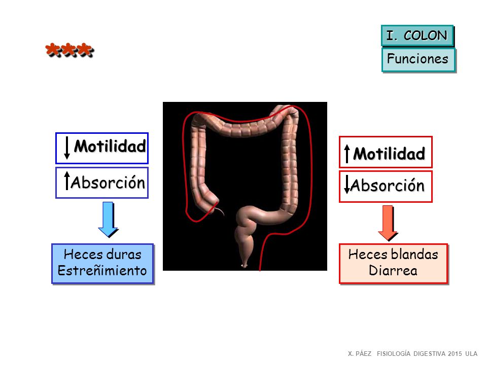 *** Motilidad Motilidad Absorción Absorción Funciones Heces duras