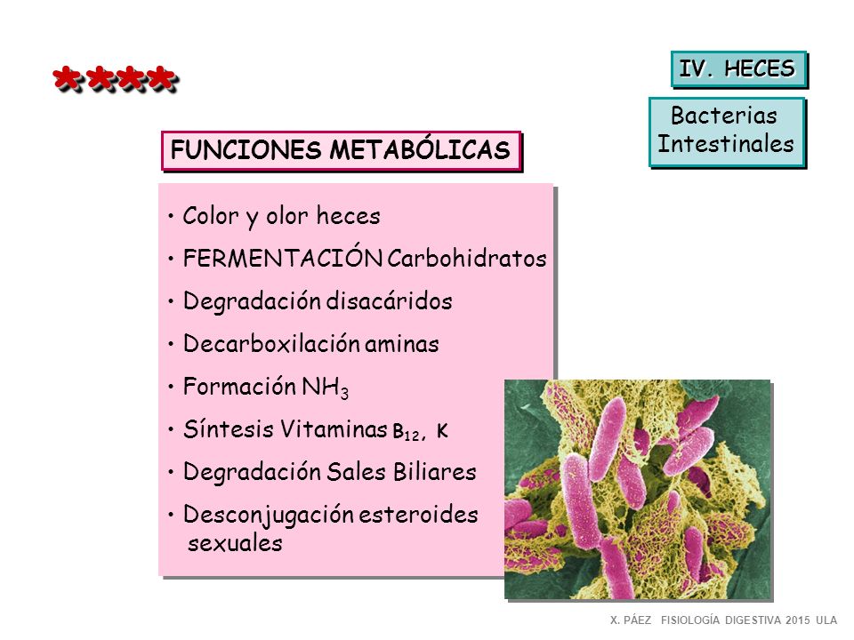 * *** Bacterias Intestinales FUNCIONES METABÓLICAS Color y olor heces