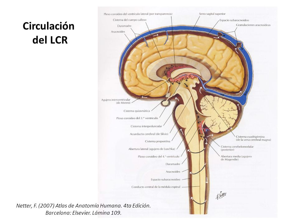 Circulación del LCR. Netter, F. (2007) Atlas de Anatomía Humana.
