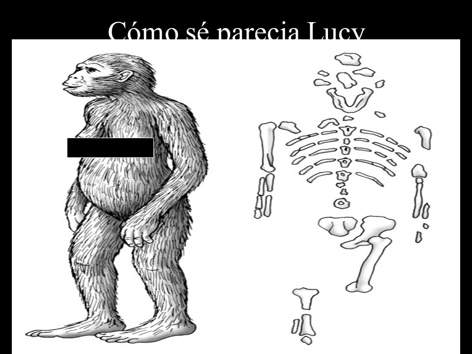 Cómo sé parecia Lucy Característicos de mono y humanos, brazos largos y colgantes, Huesos de las piernas se adapte a caminar vertical.