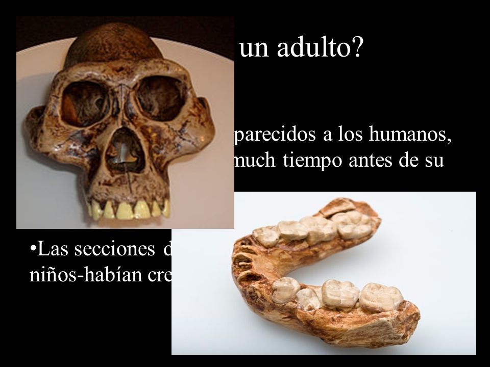 Lucy era un adulto Sus muelas, eran muy parecidos a los humanos, y parecian usadas por much tiempo antes de su muerte.