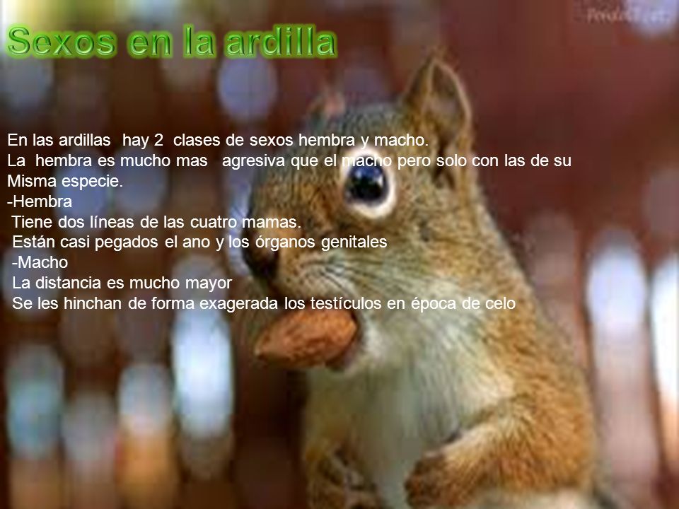 Sexos en la ardilla En las ardillas hay 2 clases de sexos hembra y macho. La hembra es mucho mas agresiva que el macho pero solo con las de su.