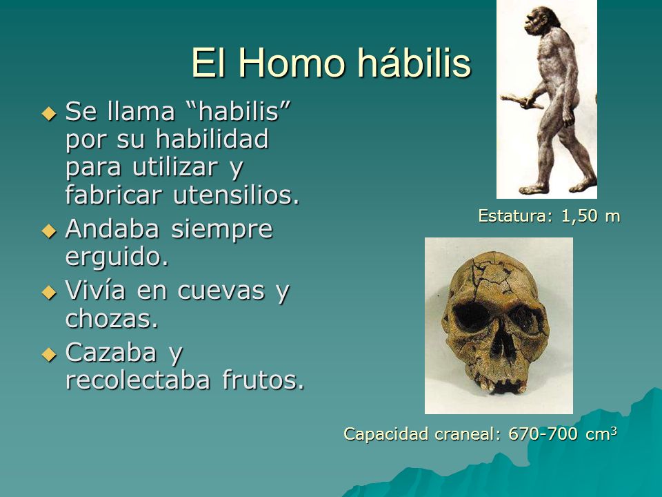 El Homo hábilis Se llama habilis por su habilidad para utilizar y fabricar utensilios. Andaba siempre erguido.