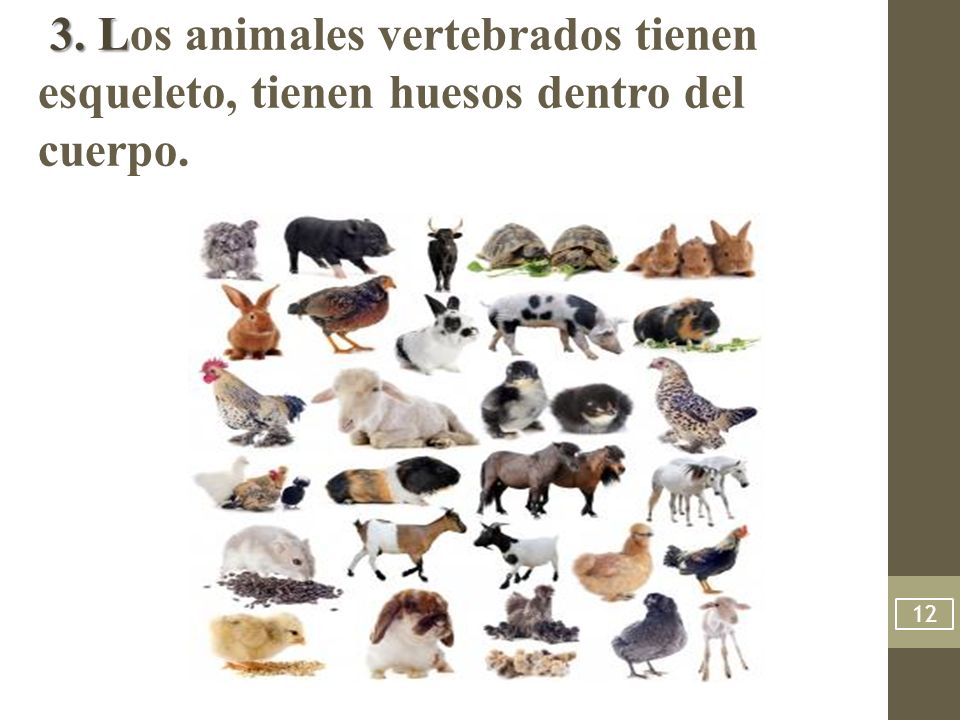 3. Los animales vertebrados tienen esqueleto, tienen huesos dentro del cuerpo.