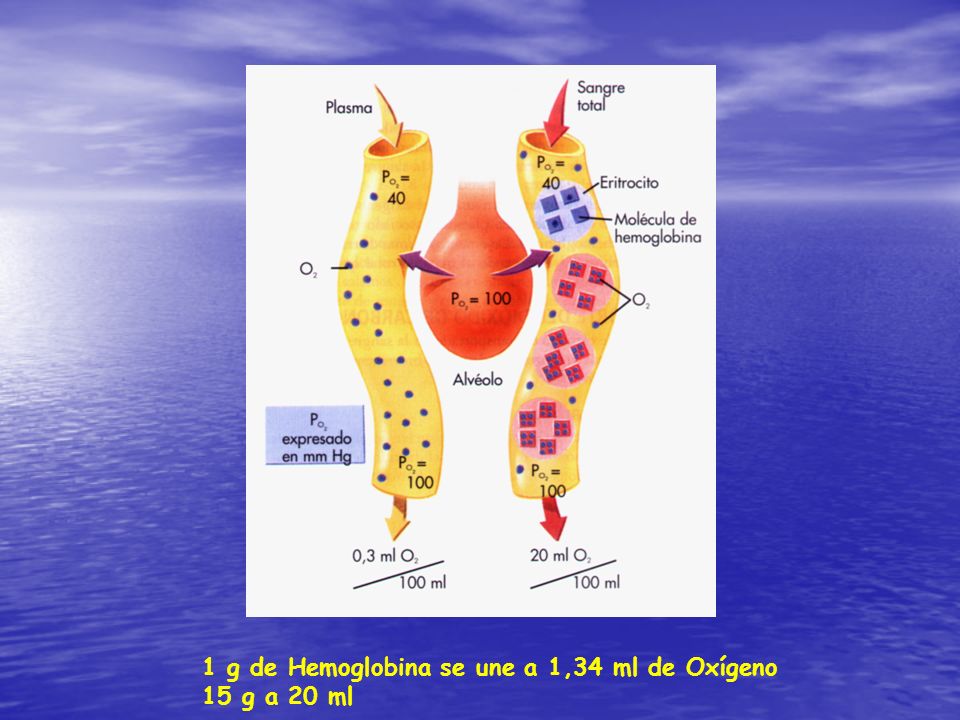 1 g de Hemoglobina se une a 1,34 ml de Oxígeno